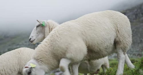 Nahaufnahme Weiße Schafe auf einer nebligen Bergweide in Norwegen