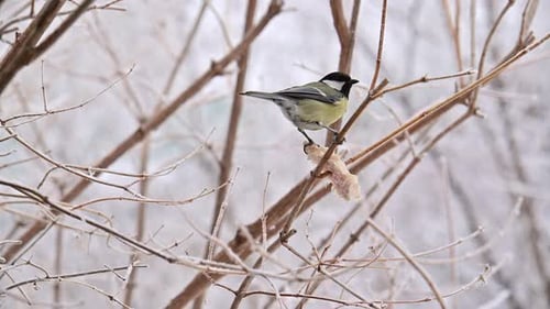 A sparrow small bird is perched on a branch in the snow