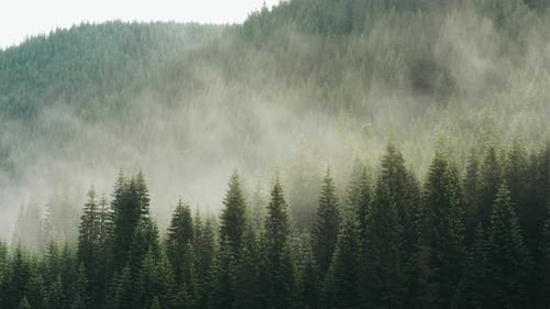 Beautiful Mountain Landscape in Carpathian Mountains Fog Rises Over the Mountain Slopes