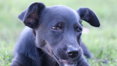 A Small Black Dog Eats Delicious Food and Lies in the Green Grass