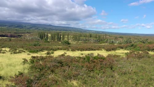 Cinematic Aerial Flyover of Lush Tropical Forest and Grassy Hills, Big Island Hawaii