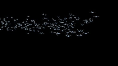 Flock of White Birds Flying with Motion Blur