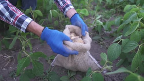 Potato Harvest Close Up Fresh Organic Potatoes in the Field