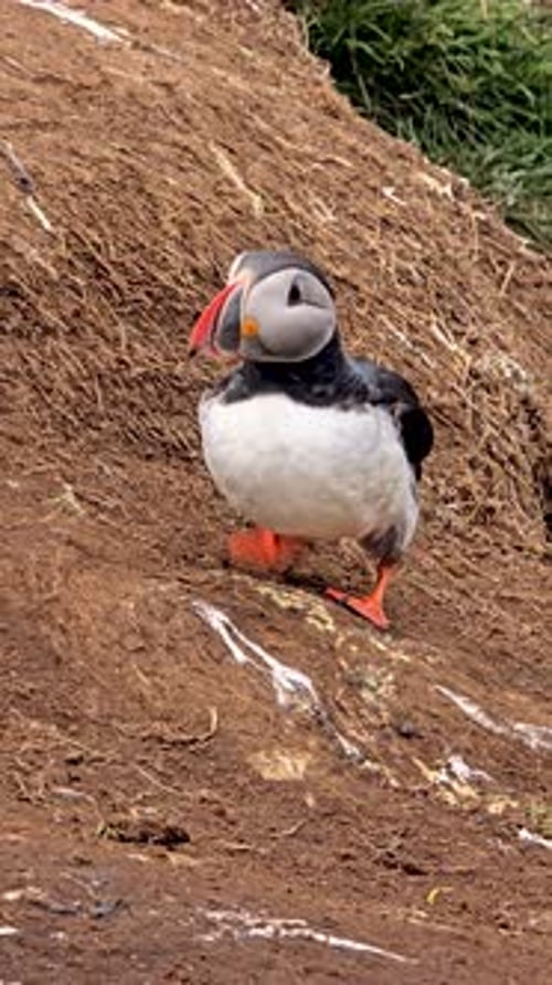 Discovering the Charming Puffin in the Stunning Landscapes of Iceland During Summer Season