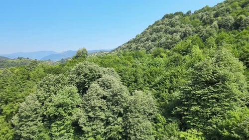 aerial forest mountains