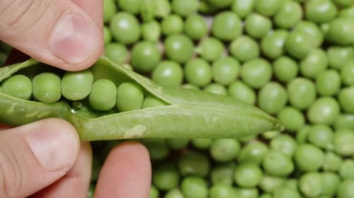 Top view, splitting open a pea pod and peas falling down.