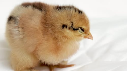 Close Up of a Yellow Chick on White