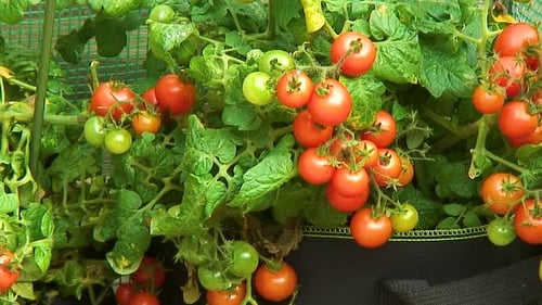 Abundant Tomato Plants with Ripe and Unripe Fruit