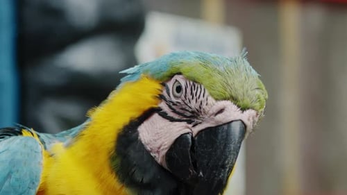 Tropical Colorful Macaw - Amazonas, Colombia