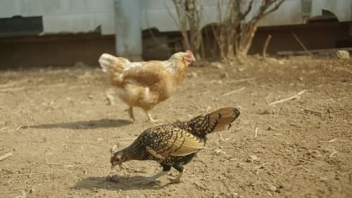 Farmhühner in Zeitlupe, Hähne, Hühner, die auf einer Farm fressen