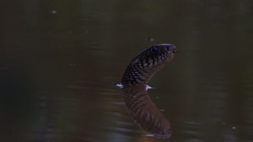 common rat snake in pond ..