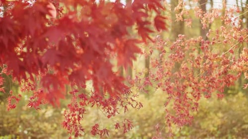Windy Autumn Forest with Falling Leaves Blurred Leaves Moving in Wind Forest Trees in Autumn
