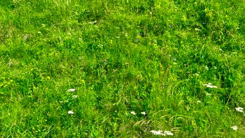 summer field meadow green grass and flowers, falling camera into grass bottom
