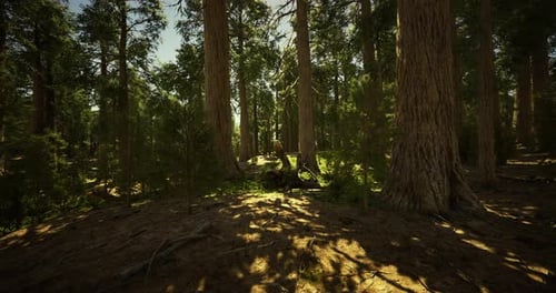 Sunlight Filters Through Tall Trees in a Serene Forest Setting