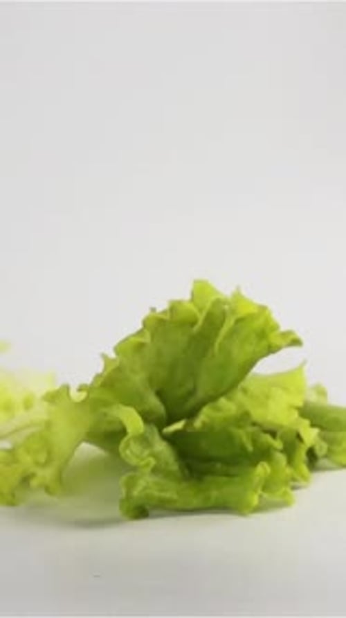 Vertical of Lettuce Falls on White Gray Surface