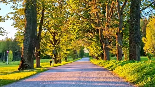 Tree-lined Avenue In A Park Surrounded By Green Grass And Trees At Dusk. - wide static shot