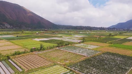 Aerial View of Farmlands with Green Crops in Lombok Indonesia