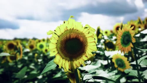 Sunflowers Blooming in a Vast Field Under a Cloudy Sky During Summer