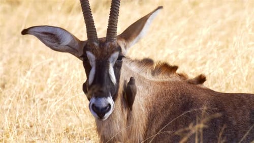 Römische Antilope mit Sechtspecht auf dem Rücken, Afrika