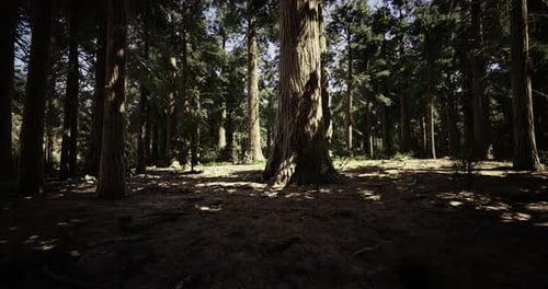 Sunlight Filters Through Dense Trees in a Serene Forest Landscape