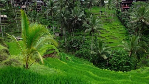 Green Fields Tegallalang Rice Terraces on Hill Slope