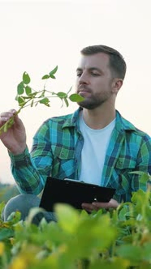 Agronomist Examining Soybean Crop Growth in a Field