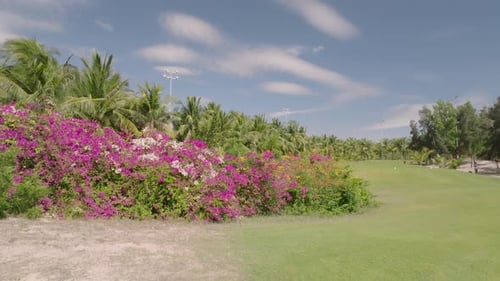 Tropical Golf Course with Beautiful Pink Flowers