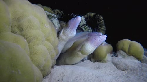 Moray Family Night Dive