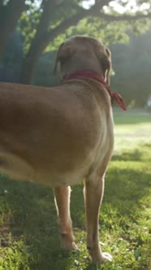 Leashed Dog Takes Leisurely Park Walk Relaxed Outdoor Walk Where Dog and Owner Share Tranquil Park