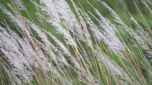 Herbe blanche et duveteuse se balançant dans le vent, Népal, 2023