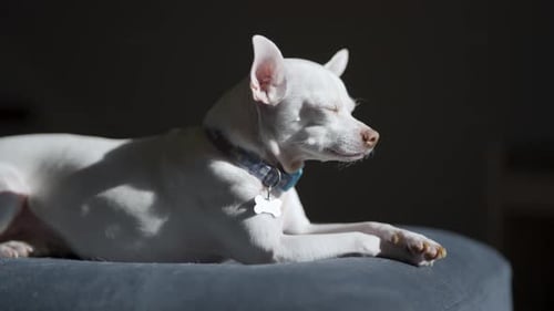 Perro chihuahua blanco descansando y tomando el sol, se queda dormido de forma media