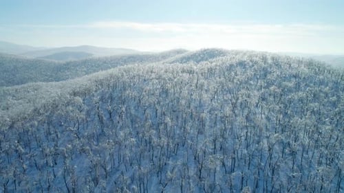 Aerial Winter Mountain Landscape of a Frozen Forest with Snow and Ice Covered Trees on a Sunny