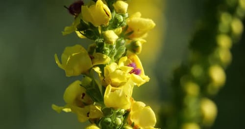 angiospermes ; astérides ; beau ; beauté ; beauté dans la nature ; bisannuel ; molène noire ; floraison ; fleur