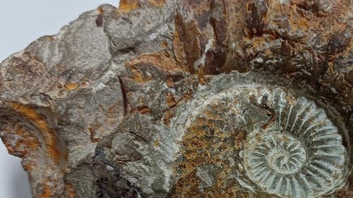 Close-Up of a Fossilized Ammonite Shell