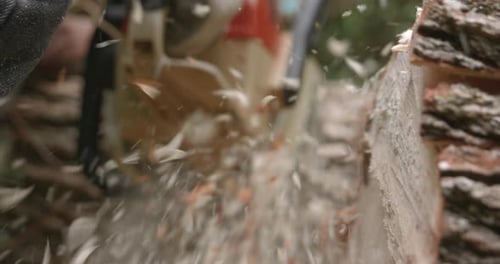 Rack focus from stump to chainsaw slow motion chain sawing a tree.