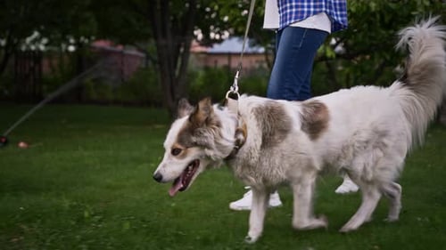 A Woman in a Summer Garden Walking Her Cute and Smart Dog A Dog on a Leash Walks with the Owner