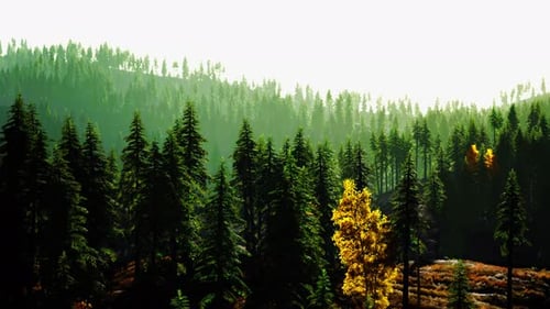 A Serene Forest Scene with a Cluster of Majestic Pine Trees