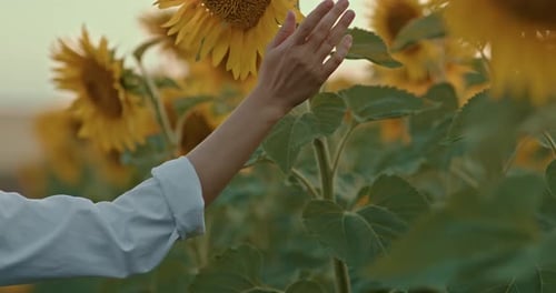 Closeup a Woman's Hand Touches Sunflower Flowers