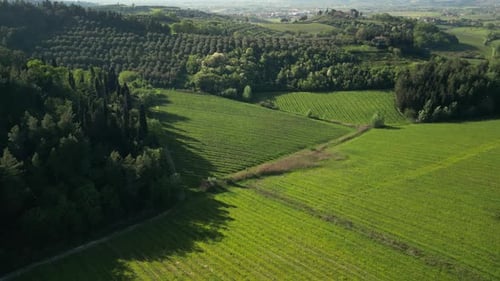 Aerial View of a Green Field and Trees in a Peaceful Natural Setting