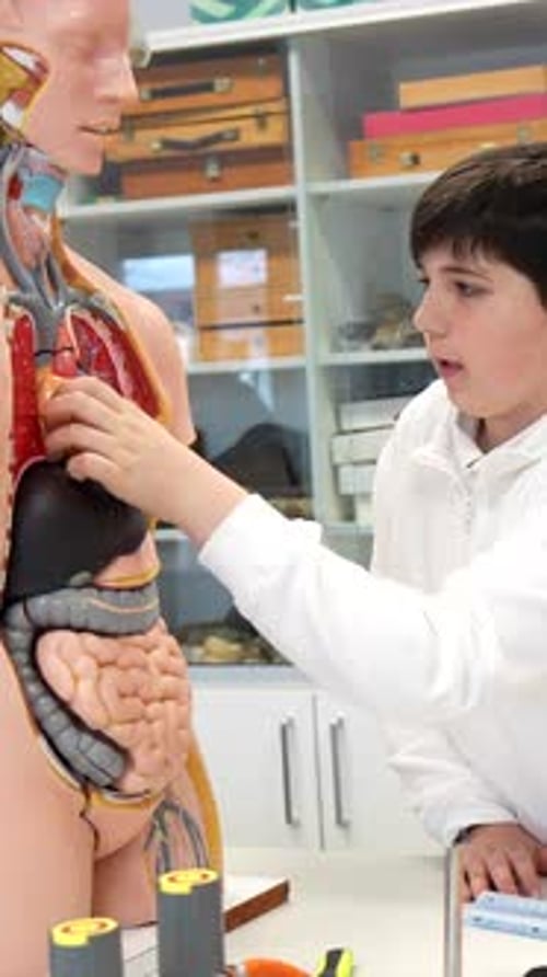 Students exploring human anatomy in school laboratory