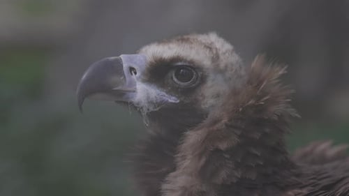 Closeup Portrait of the Black Vulture