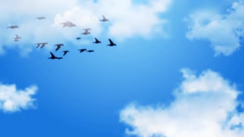 Sky Bird Flying Background Loop