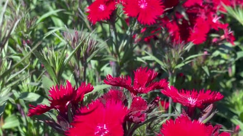 Bright red flowers with delicate petals bloom in a botanical garden
