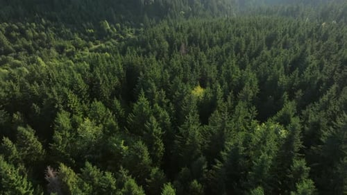 Lush green forest landscape captured from above with dense evergreen trees in natural sunlight