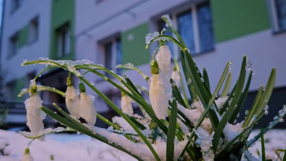 Snowdrops Covered in Ice Crystals - Slow Motion Shot Near Riga ...