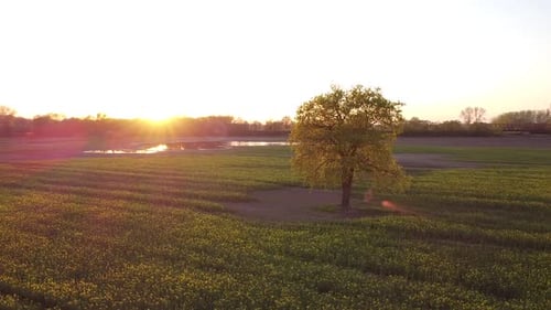 Lonely Large Tree Grows in Field