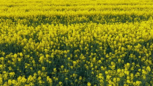 Blooming Rapeseed Field on a Sunny Day Flying Above Stunning Yellow Rape Fields in Spring Vegetable