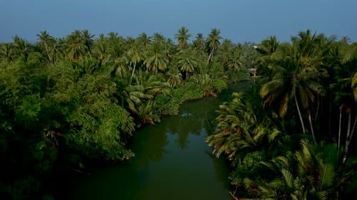 Discovering the Serene Beauty of Thailands Lush Green Canals and Palm Trees