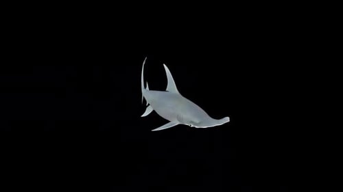 3D Animated Hammerhead Shark Swimming