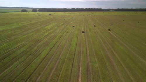 Yellow field with harvested wheat and hay bales. Aerial view of the field with square bales